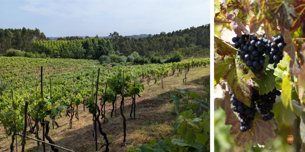 Malápio recupera el vino de talha