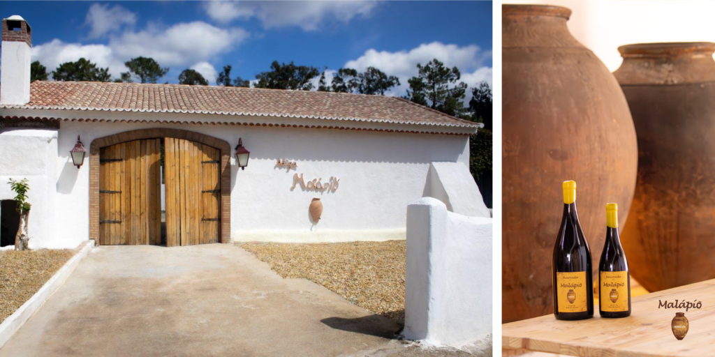Malápio recupera el vino de talha