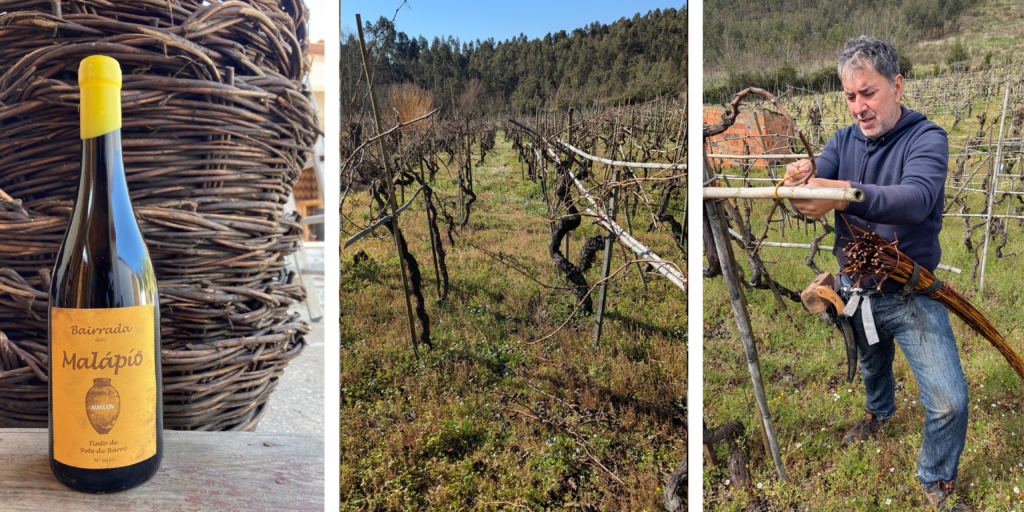 Malápio recupera el vino de talha