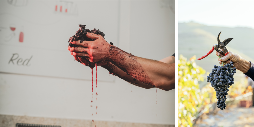 Manos trabajando la uva durante la vendimia en los viñedos del Douro en Portugal