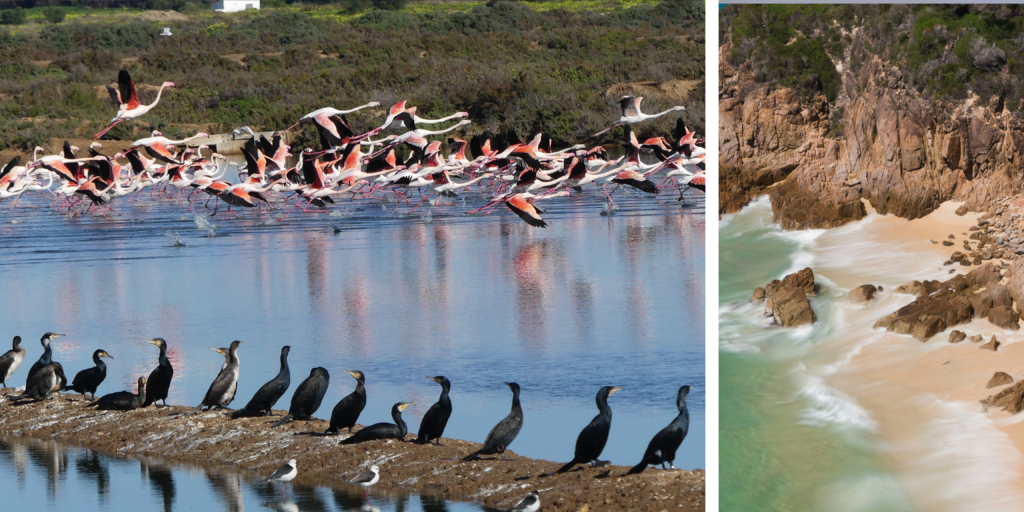 Flamencos en zona húmeda del Algarve como ejemplo de sostenibilidad y patrimonio natural
