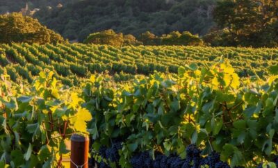 Viñedos portugueses al atardecer, símbolo del posicionamiento de Lisboa co o capital mundial del vino 2026