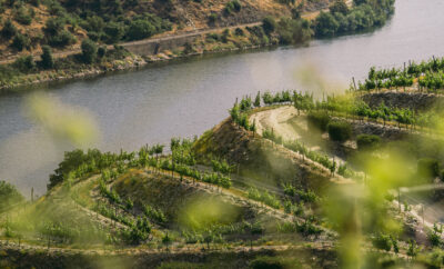 Viñedos en terrazas del valle del Douro junto al río, Portugal