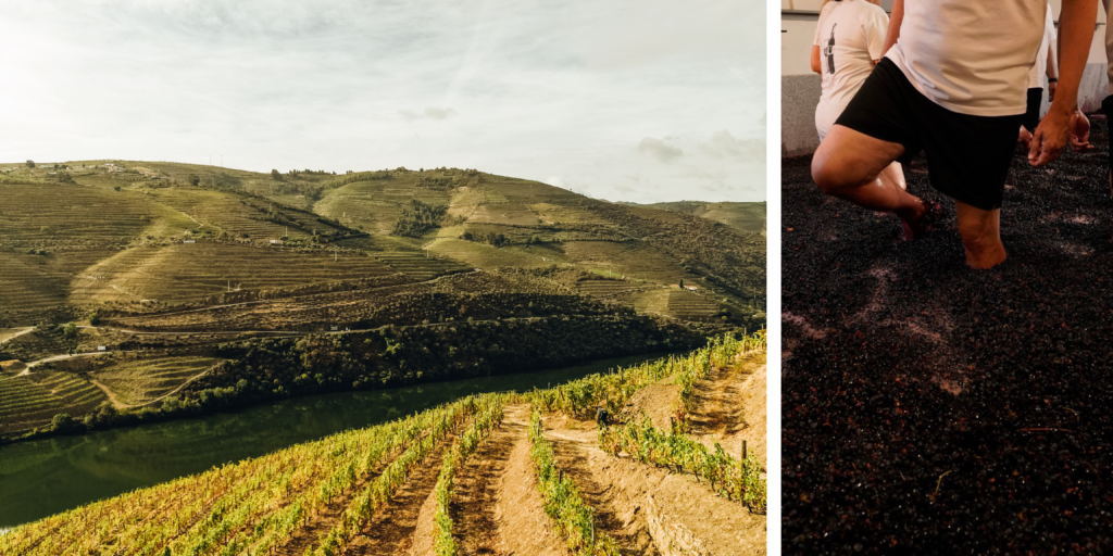 Viñedos en terrazas en el valle del Douro junto al río Pisa tradicional de la uva durante la vendimia en el Douro