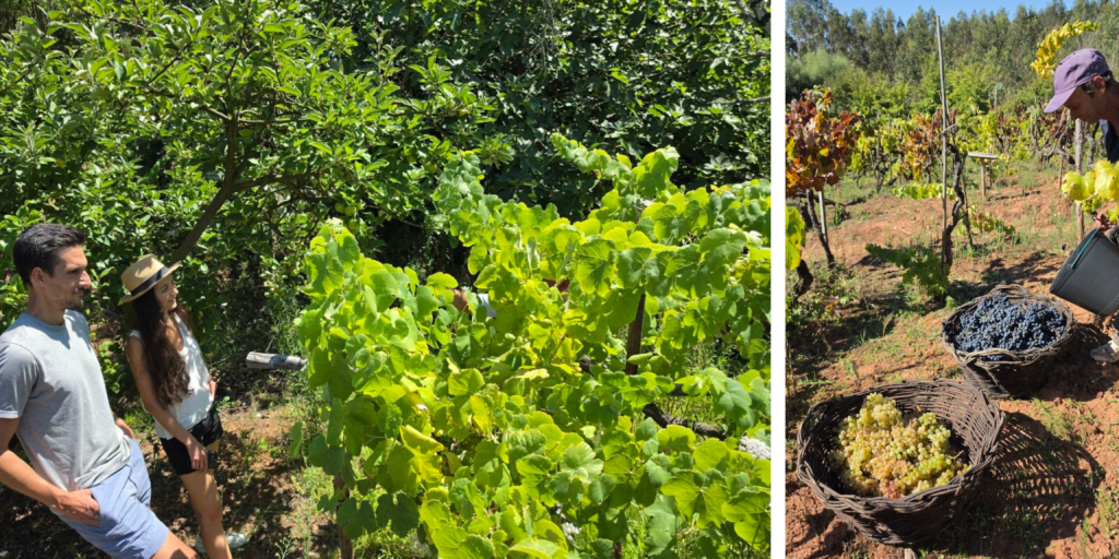 Adega Centenária Malápio, en la Bairrada portuguesa, donde la tradición vinícola y la sostenibilidad se encuentran.