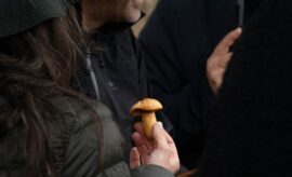 The Mushroom Edit celebra el otoño entre los viñedos y bosques del Dão.