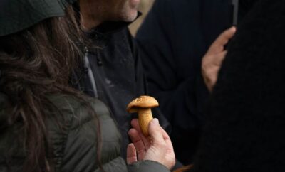 The Mushroom Edit celebra el otoño entre los viñedos y bosques del Dão.
